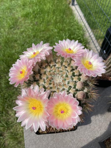 Notocactus roseoluteus